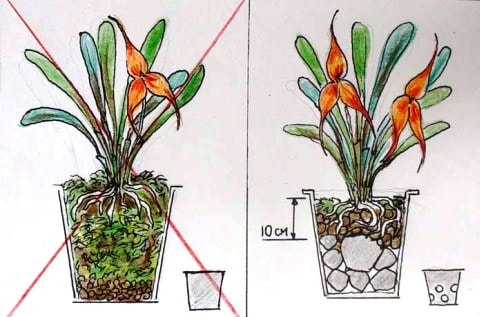 Правильный горшок для орхидеи: на что обратить внимание | Орхидеи - выращивание цветов орхидей в домашних условиях